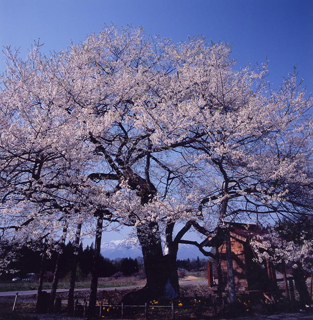 弘法桜1 写真共有サイト フォト蔵