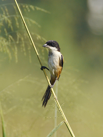タカサゴモズ(Long-tailed Shrike) P1020647_R