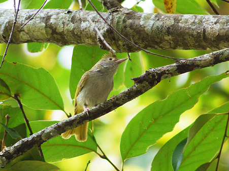アオチメドリ(White-bellied Yuhina) P1090705_R