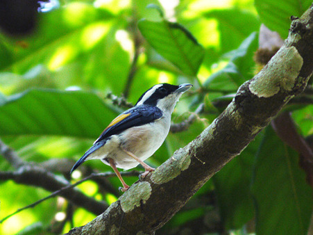 アカバネモズチメドリ(White-browed Shrike-Babbler) P1100815_R