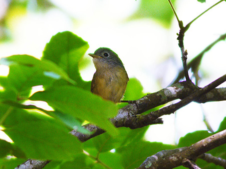 メジロチメドリ(Grey-cheeked Fulvetta) P1110196_R