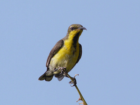 キバラタイヨウチョウ(Olive-backed Sunbird) P1120907_R