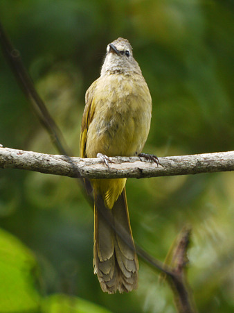 カオジロヒヨドリ(Flavescent Bulbul) P1210442_R