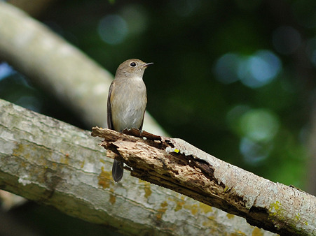 コサメビタキ?(Brown Flycatcher) DSC_3591_R