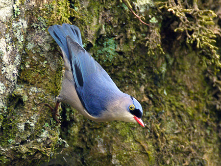 ビロードゴジュウカラ(Velvet-fronted Nuthatch) P1270805_R