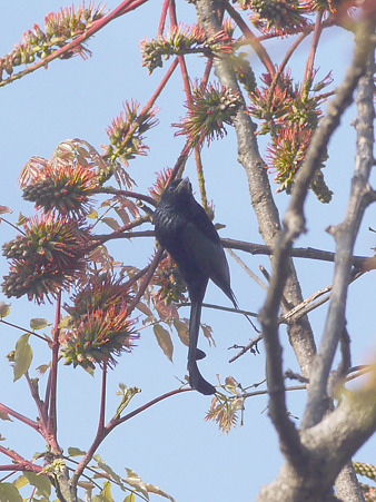 テリオウチュウ(Spangled Drongo) P1230475_R2