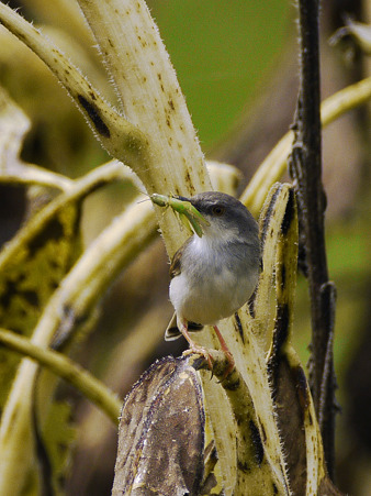ハイムネハウチワドリ(Grey-breasted Prinia)P1050642_R