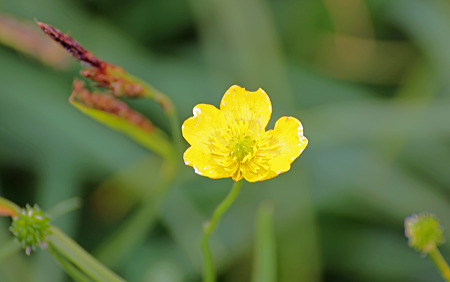 20100801-18ミヤマキンバイ