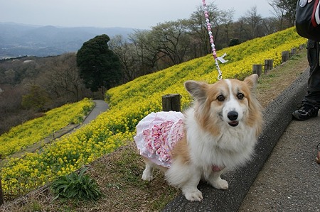 DSC08066