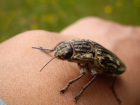 Bug06102011pentax03