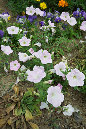 Flower07022011sd15-07