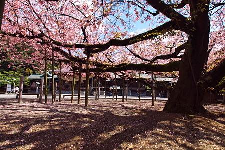 宮地嶽神社の寒緋桜とあんずの里 路傍の花たち