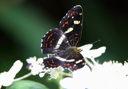 サカハチチョウ（逆八蝶）　夏型