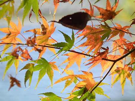 散歩 032