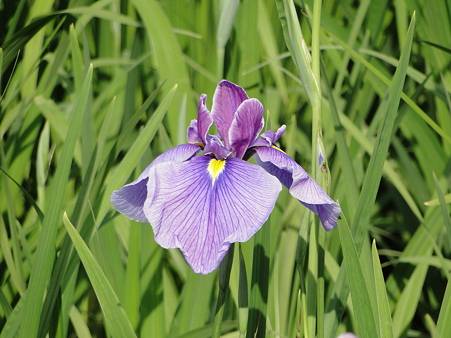 花菖蒲(ハナショウブ)