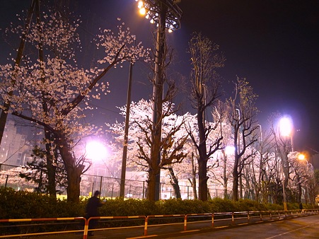 池袋サンシャイン近く総合体育場の桜