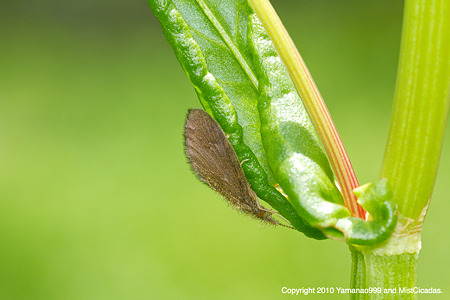 yamanao999_insect2010_087