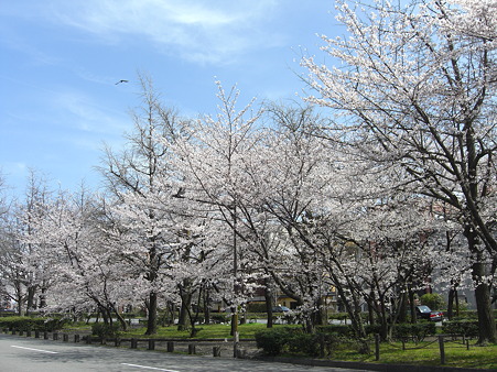 烏丸通の桜