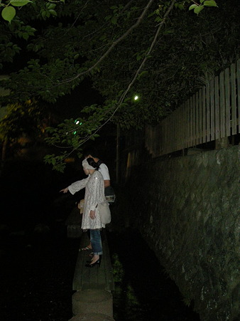 螢を見る