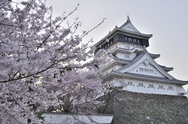 桜と小倉城 写真共有サイト フォト蔵