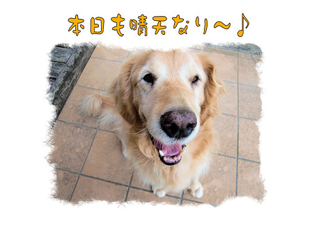 見上げるタロウ