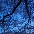 Photos: 名古屋某所の穴場で桜を観な...
