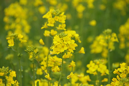 IMG_0131-小さな菜の花畑を発見