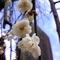 Photos: 湯島天神なう。梅は五分咲きかね。