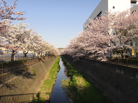 110413 三沢川01