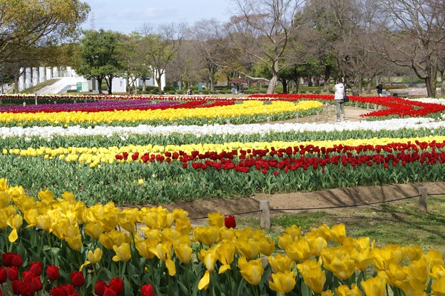 万博公園 チューリップフェスタ 写真共有サイト フォト蔵