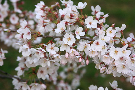 桜