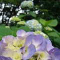 Photos: いつもの公園の紫陽花