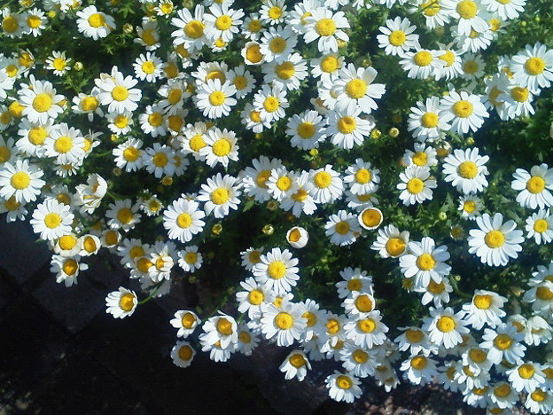 芝谷中に咲く花 冬に植えたノースポールが 花壇一杯に咲いています 照片共享頁面 攝影藏