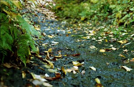 Image1366（YASHICA FRI）
