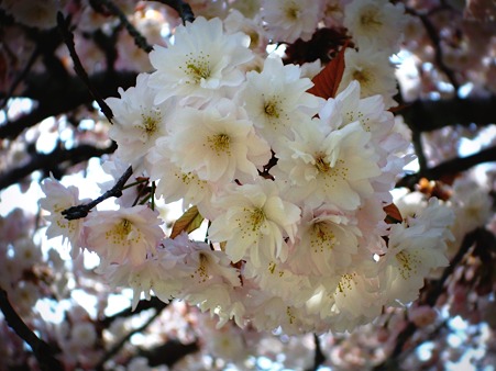 大きく撮る桜