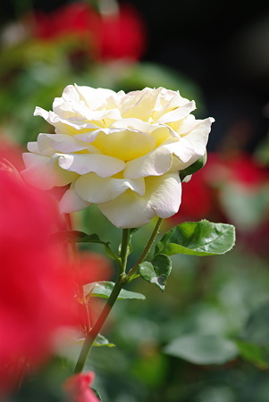 IMGP9151