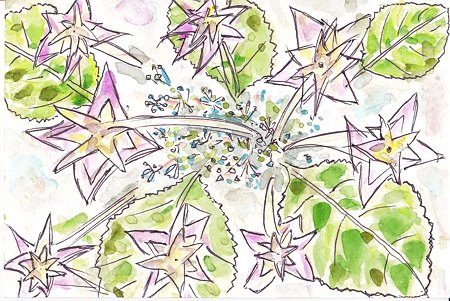 墨田の花火(アジサイ)20110515