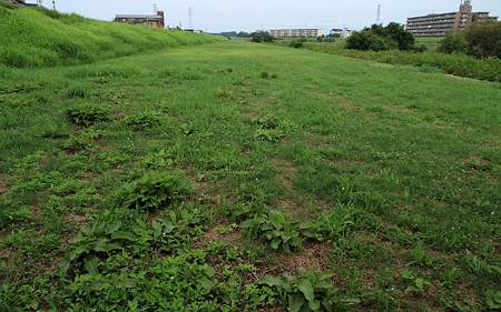 河川敷12