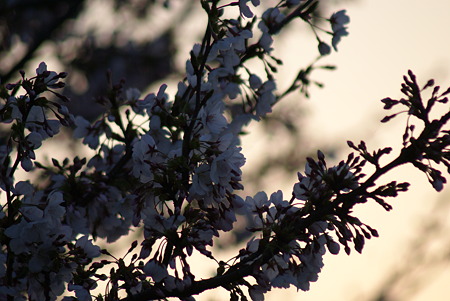 朝陽をあびる桜・その7