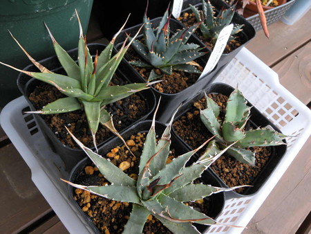 Agave utahensis