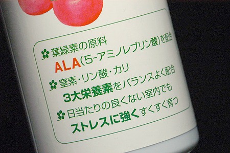 アラです…