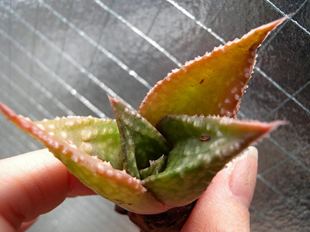 Gasteraloe 'Edward Hummel'