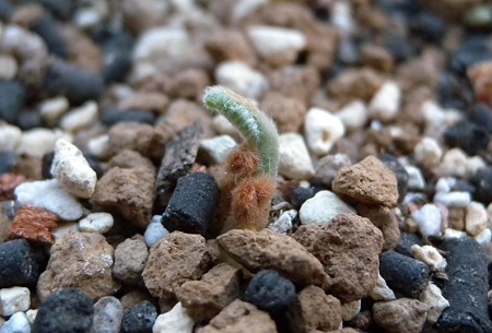 ソテツの発芽