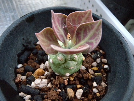 monadenium reflexum