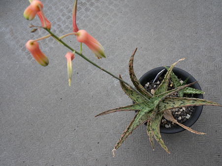 Aloe cv. Pink Blush