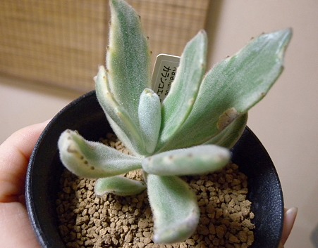 Kalanchoe cv. Tsuki no Hikari