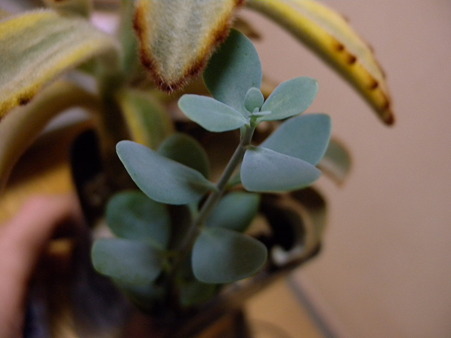 Kalanchoe sp.