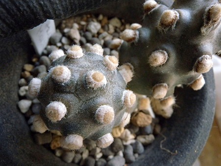 Tephrocactus molinensis
