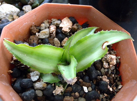 Cryptanthus bivittatus Ruby