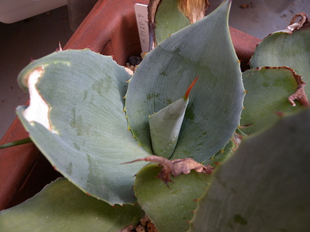Agave pygmae